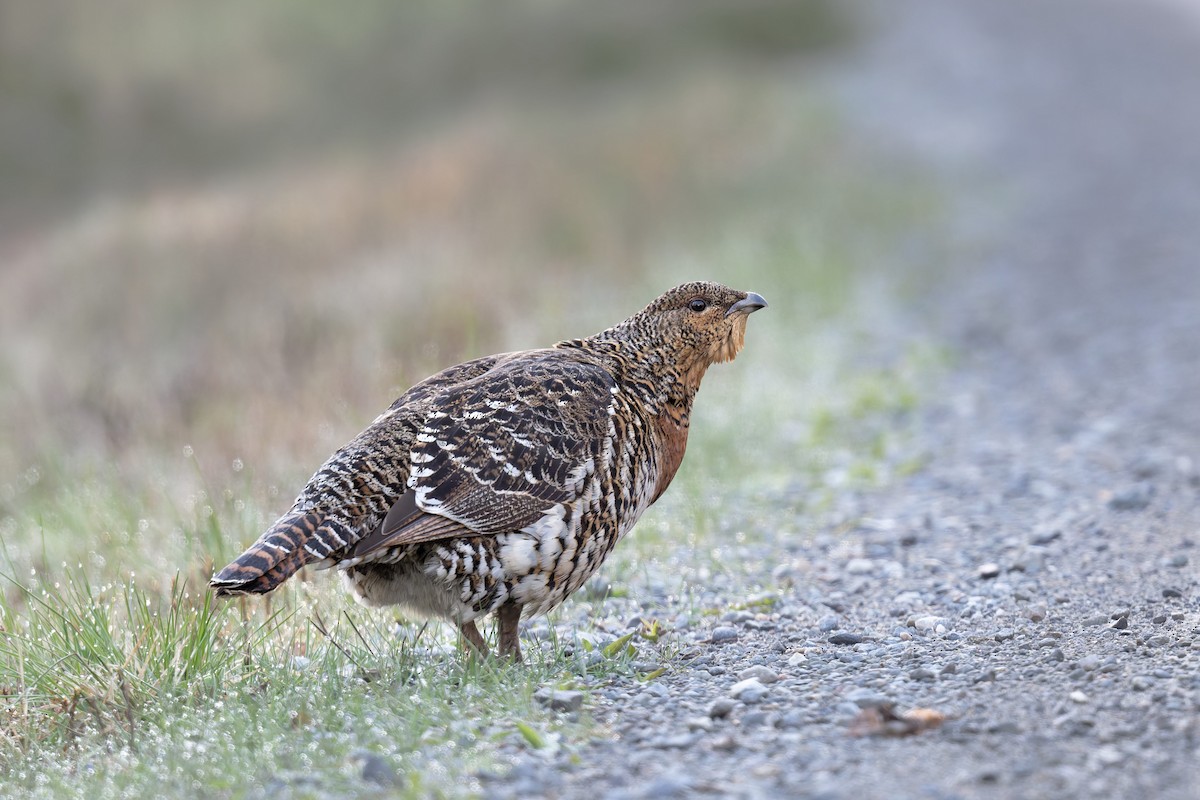 Western Capercaillie - ML646475865