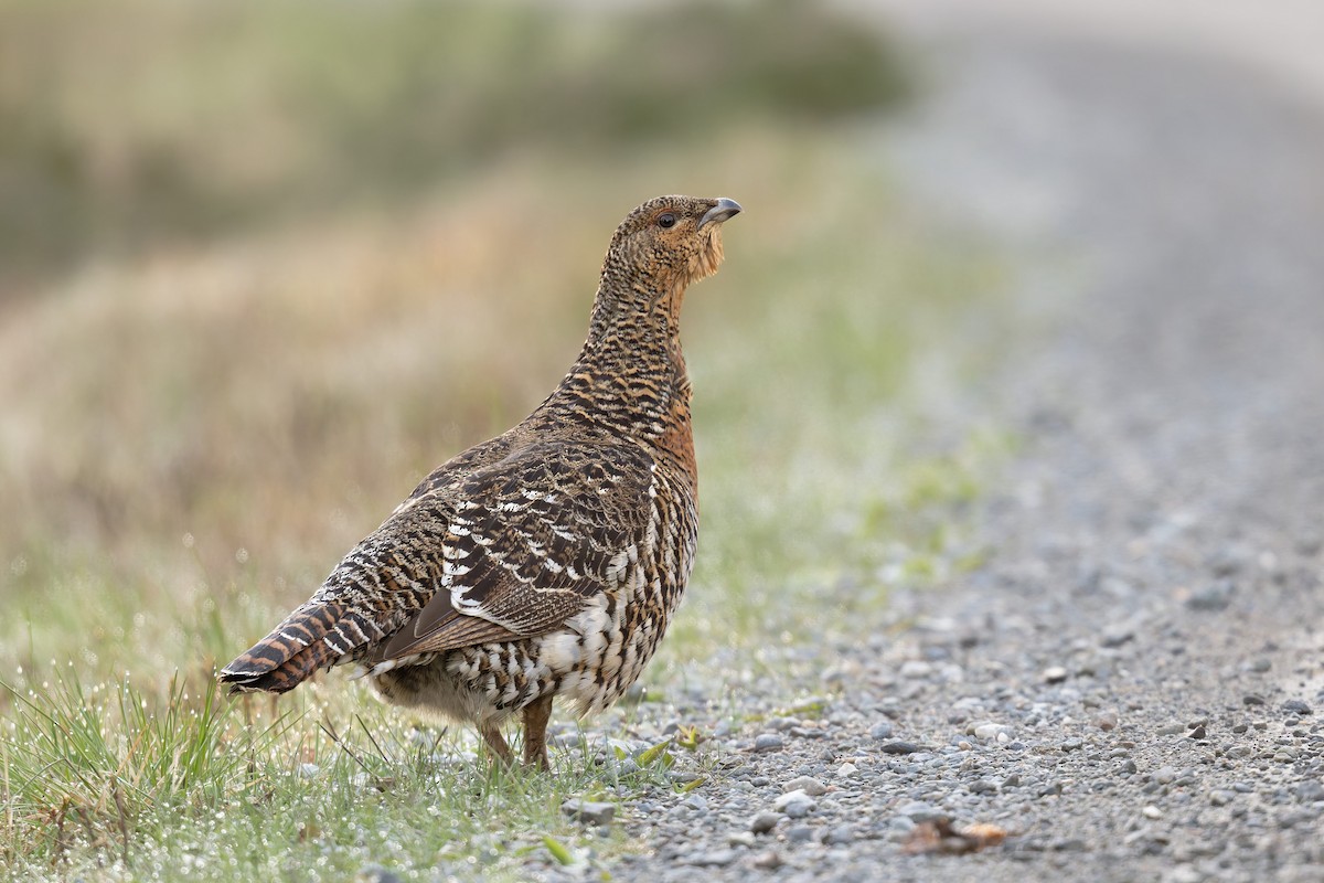 Western Capercaillie - ML646475866