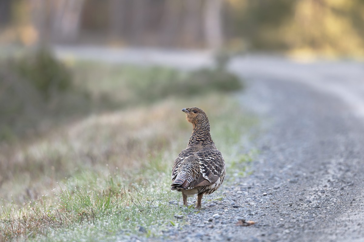 Western Capercaillie - ML646475867