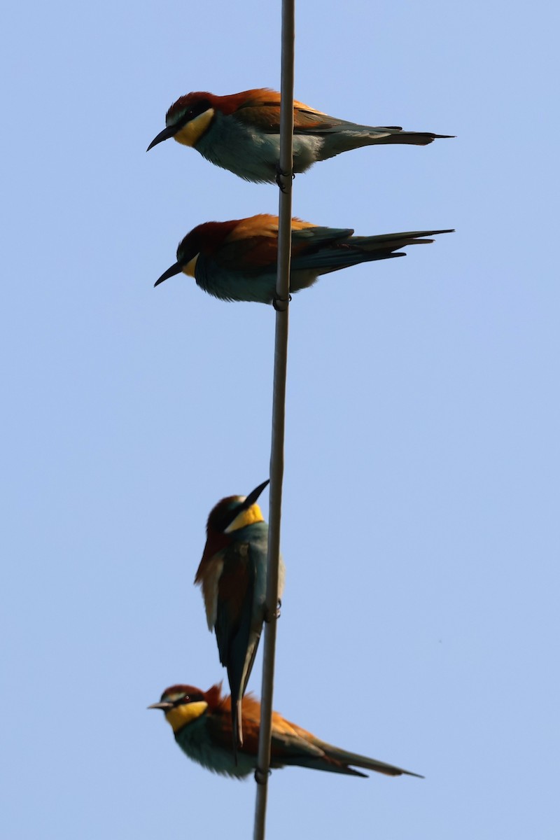 ヨーロッパハチクイ - ML646475871