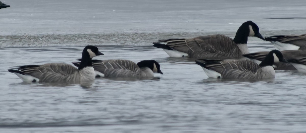 シジュウカラガン - ML646475881