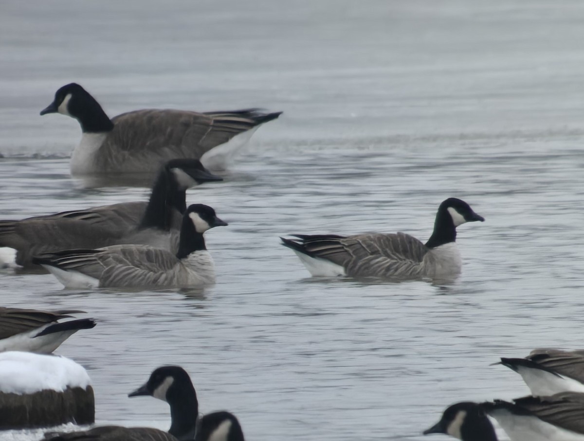 シジュウカラガン - ML646475882