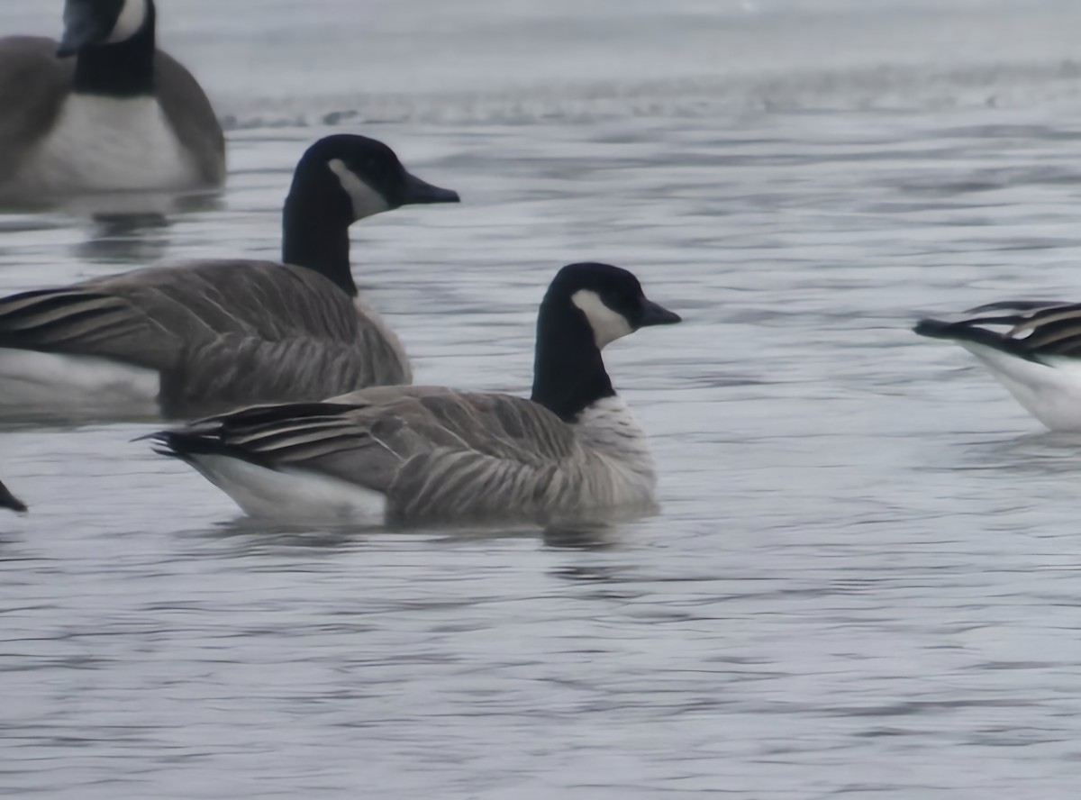 シジュウカラガン - ML646475883