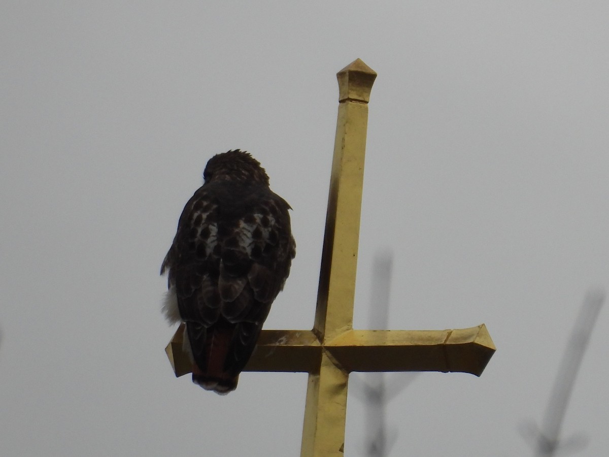 Red-tailed Hawk - ML646475884