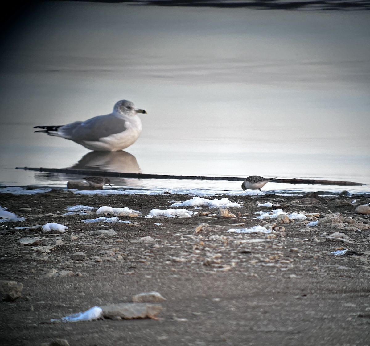 Least Sandpiper - ML646475886