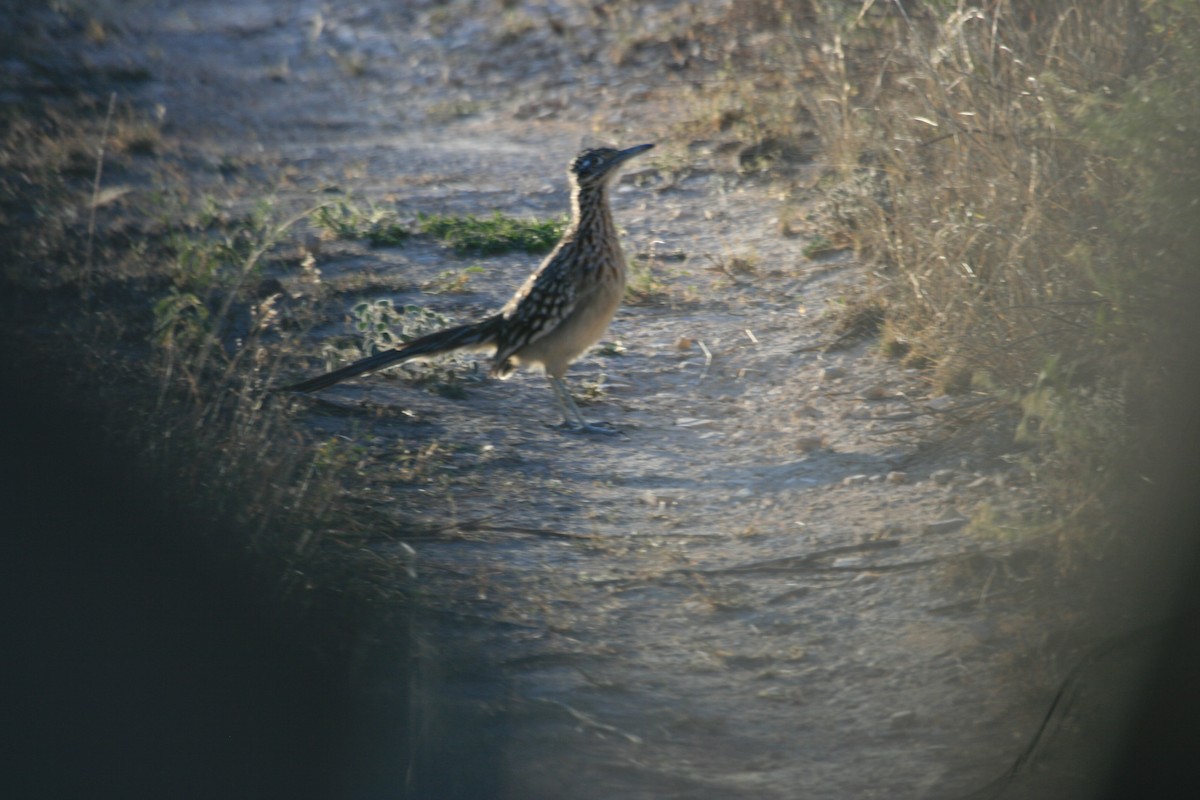 Correcaminos Grande - ML646475889