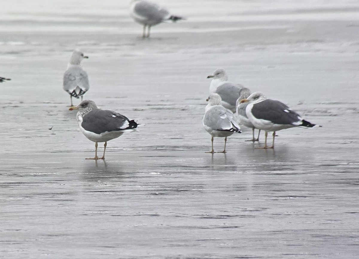 ニシセグロカモメ - ML646475891