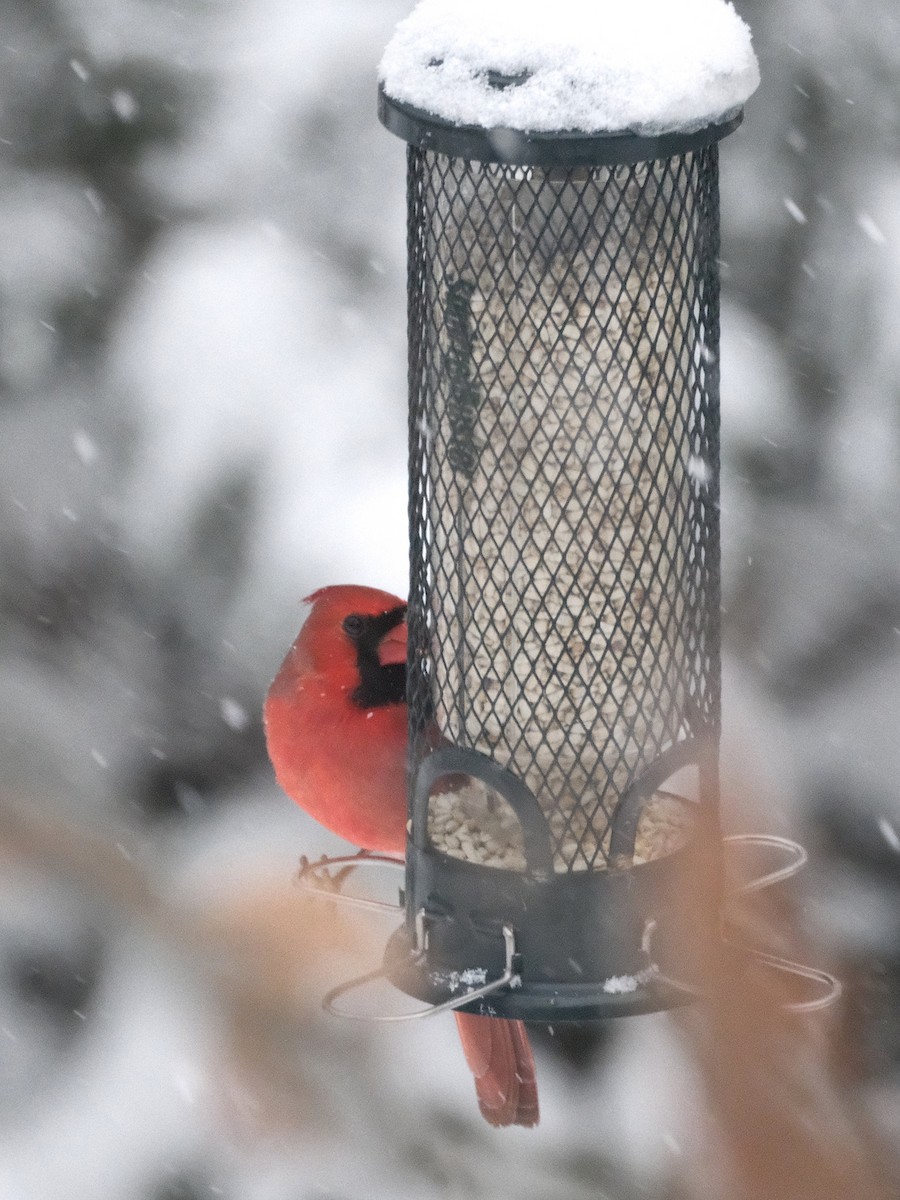 Cardenal Norteño - ML646475893