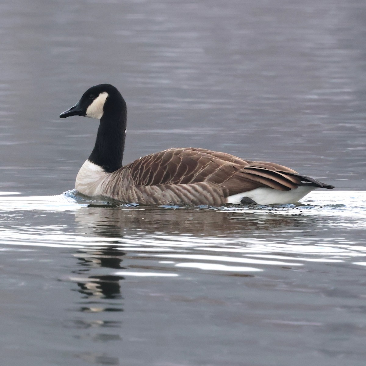 Barnacla Canadiense Grande - ML646475894