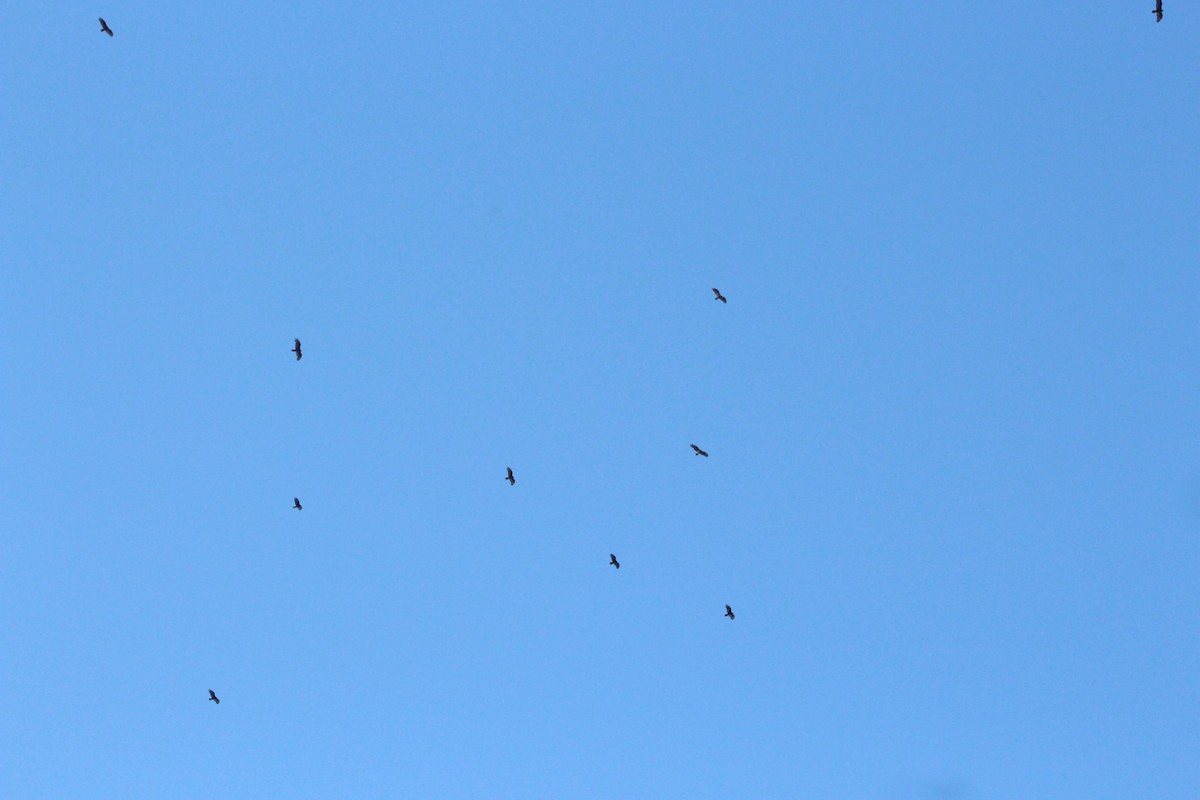 Aura Gallipavo - ML646475895