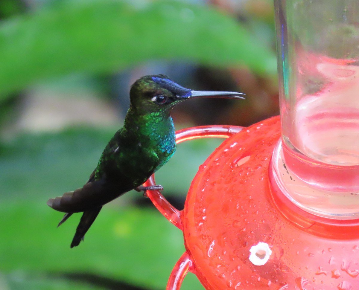 Brillante Frentivioleta - ML646475896