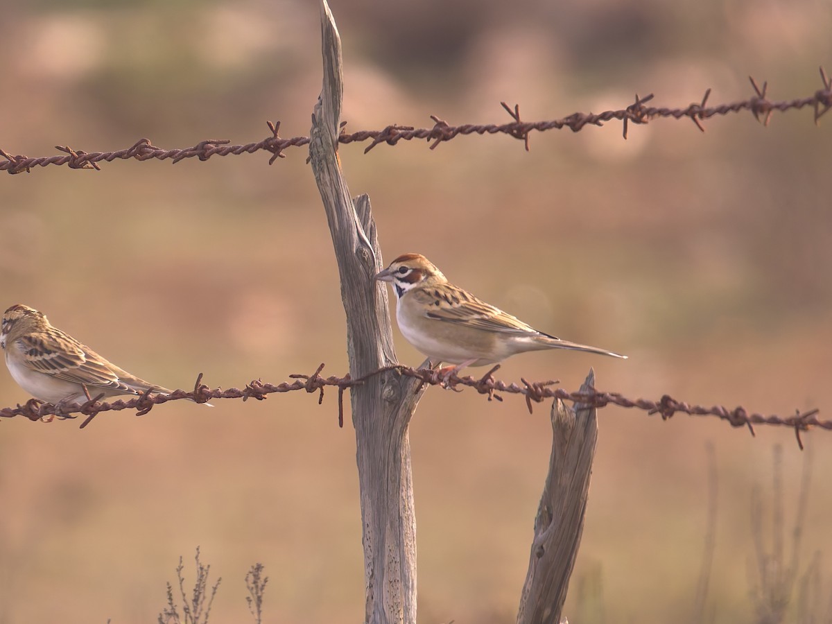 Chingolo Arlequín - ML646475897