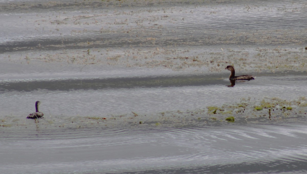 Zampullín Picogrueso - ML646475899