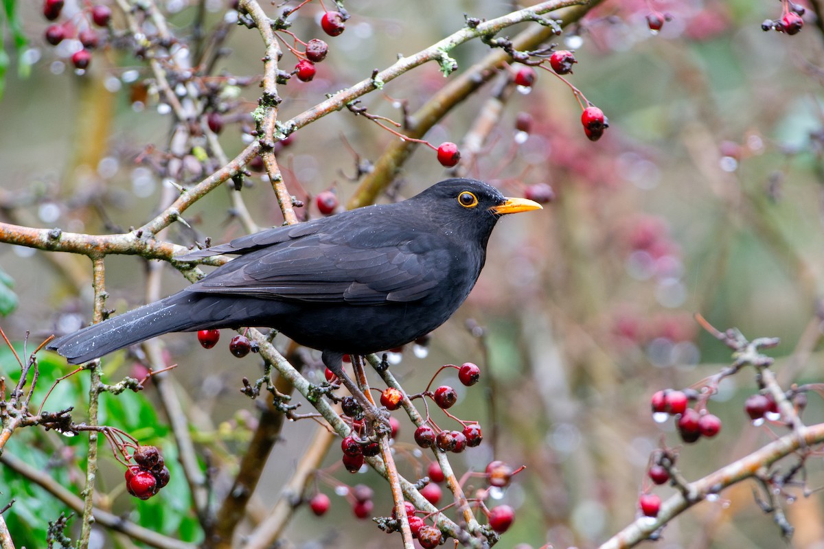 Mirlo Común - ML646475900