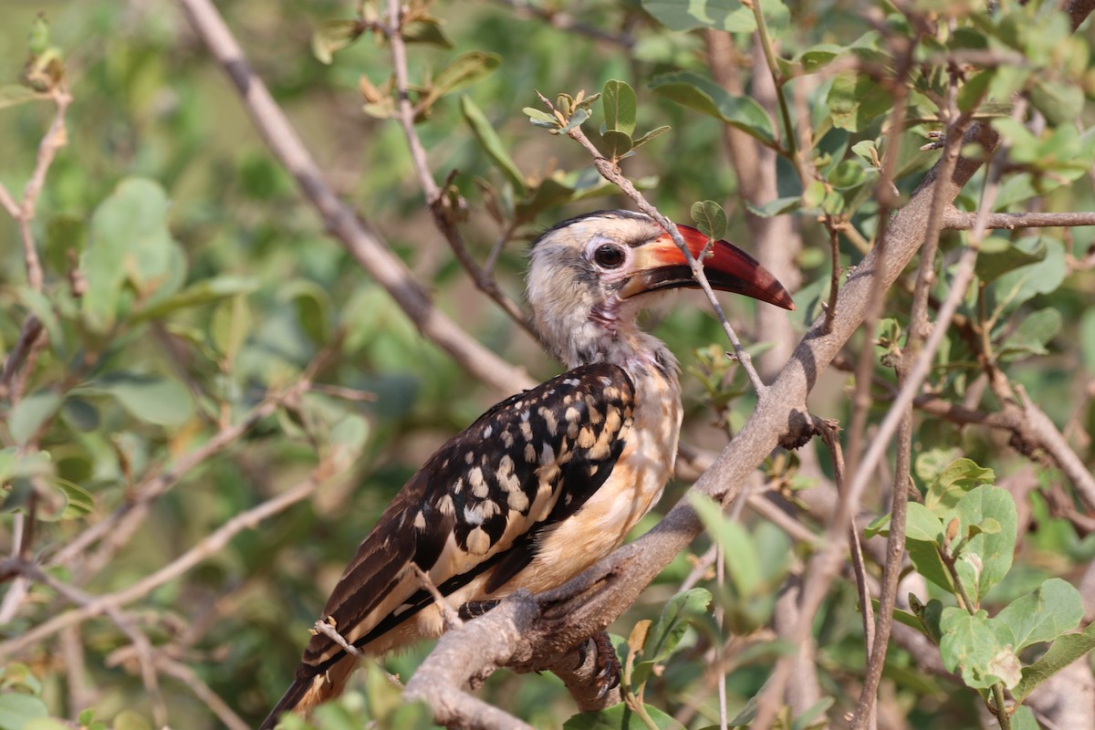 Toco Piquirrojo Norteño - ML646475902