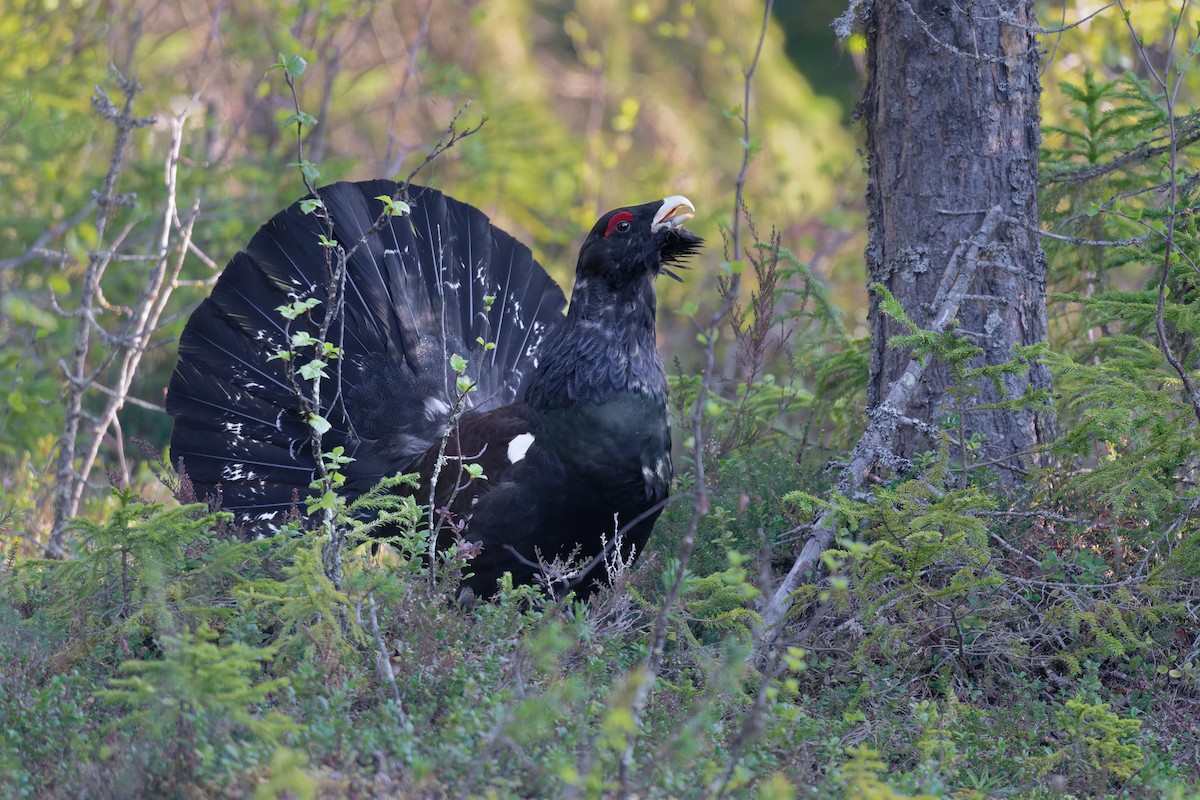 Urogallo Común - ML646475903