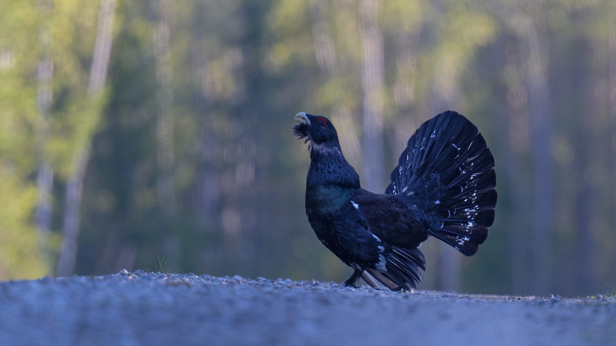 Urogallo Común - ML646475904