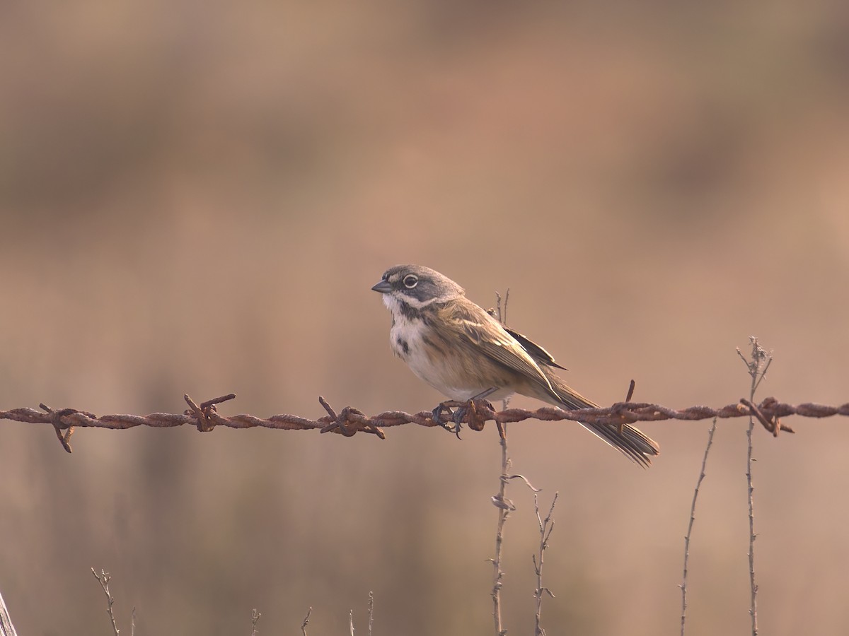 Chingolo de Bell - ML646475905