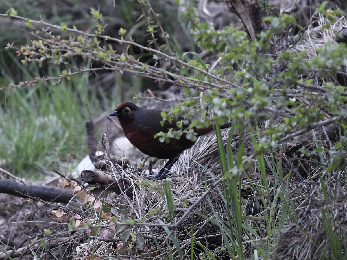 Huet-Huet Gorjicastaño - ML646475906