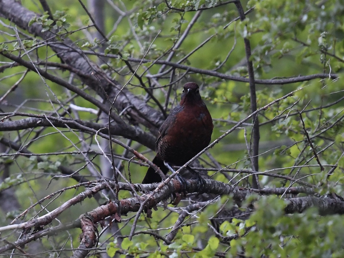 Huet-Huet Gorjicastaño - ML646475907