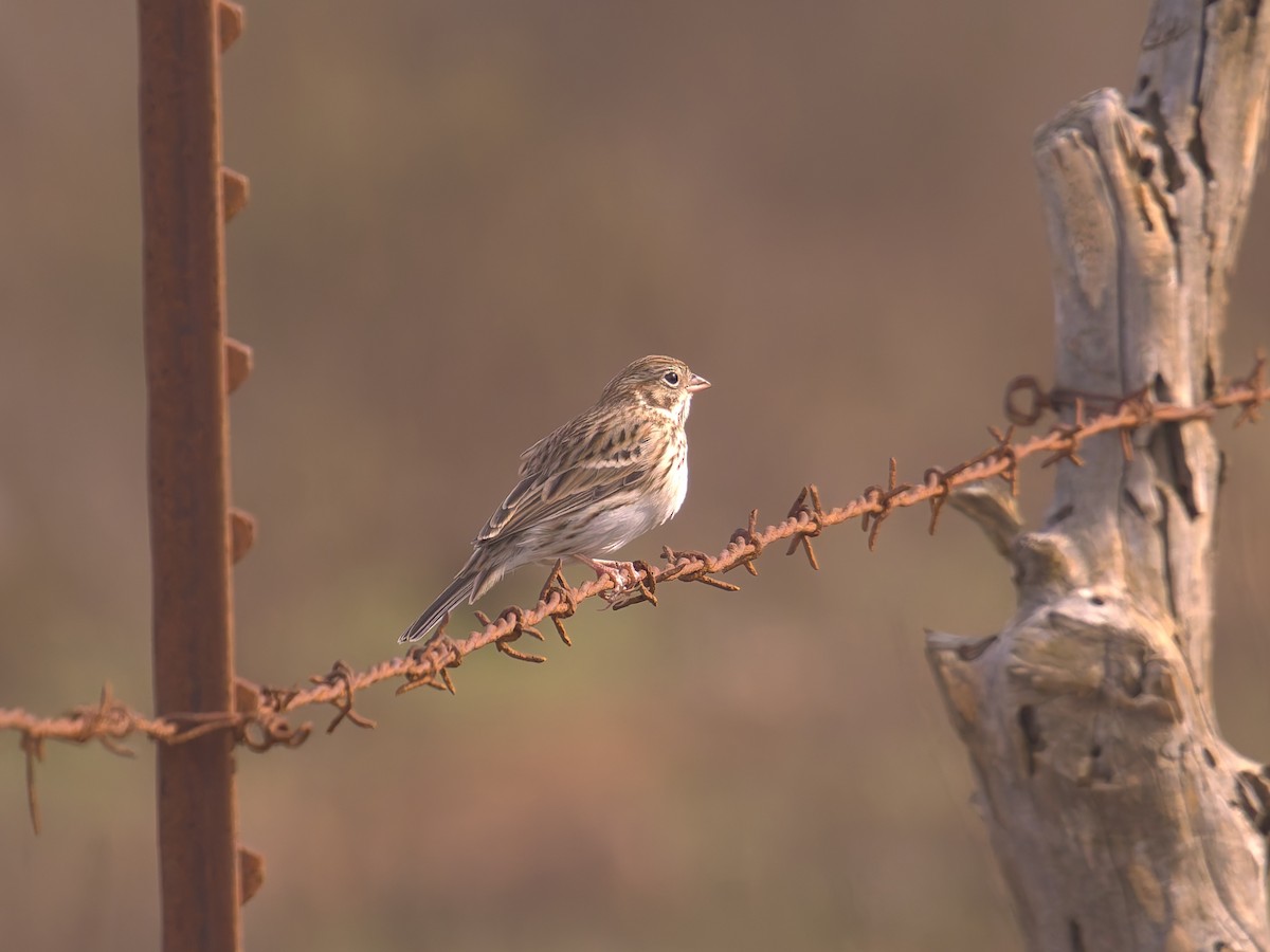 Chingolo Coliblanco - ML646475908