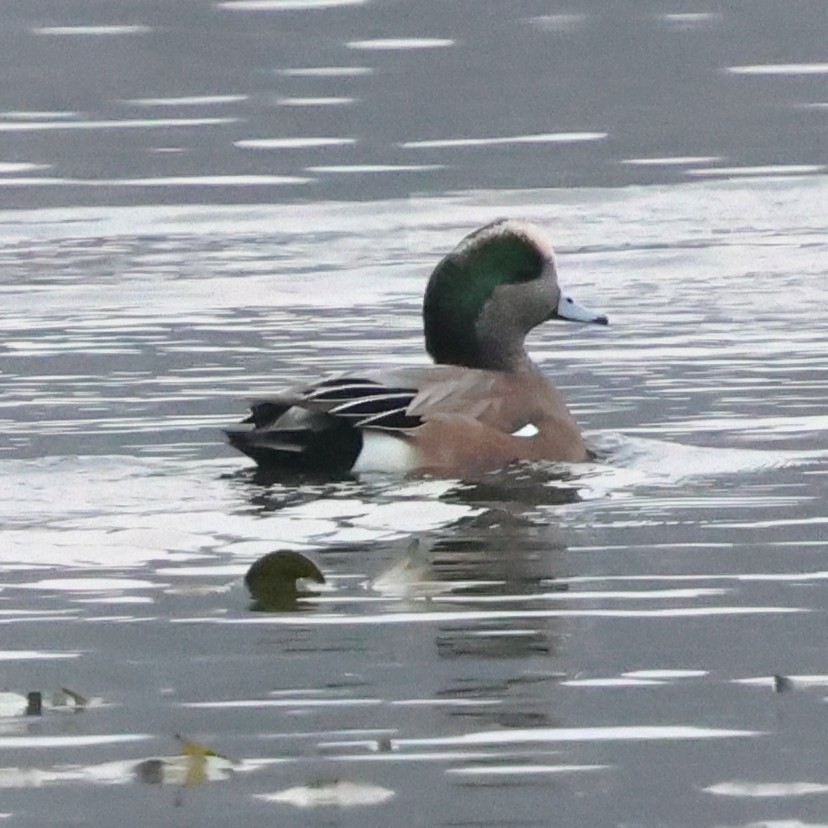 Silbón Americano - ML646475910