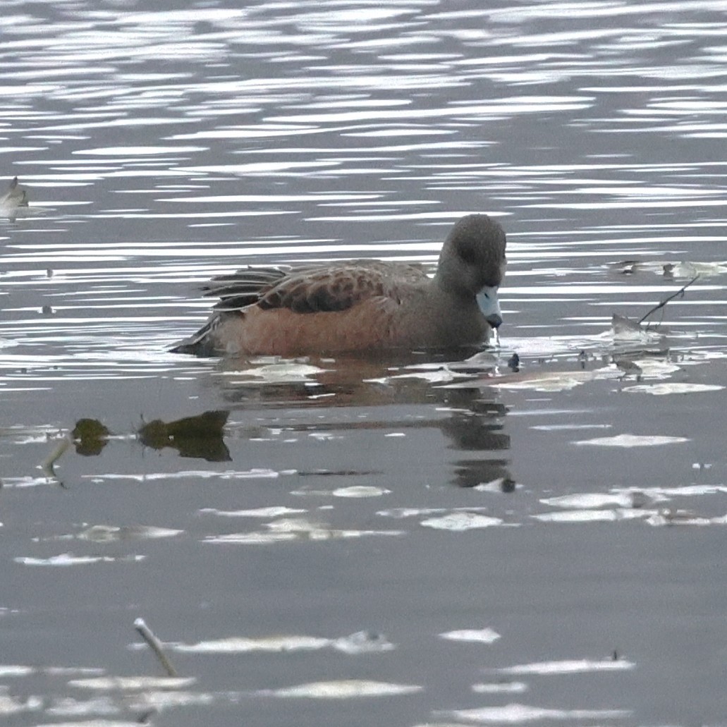 Silbón Americano - ML646475911