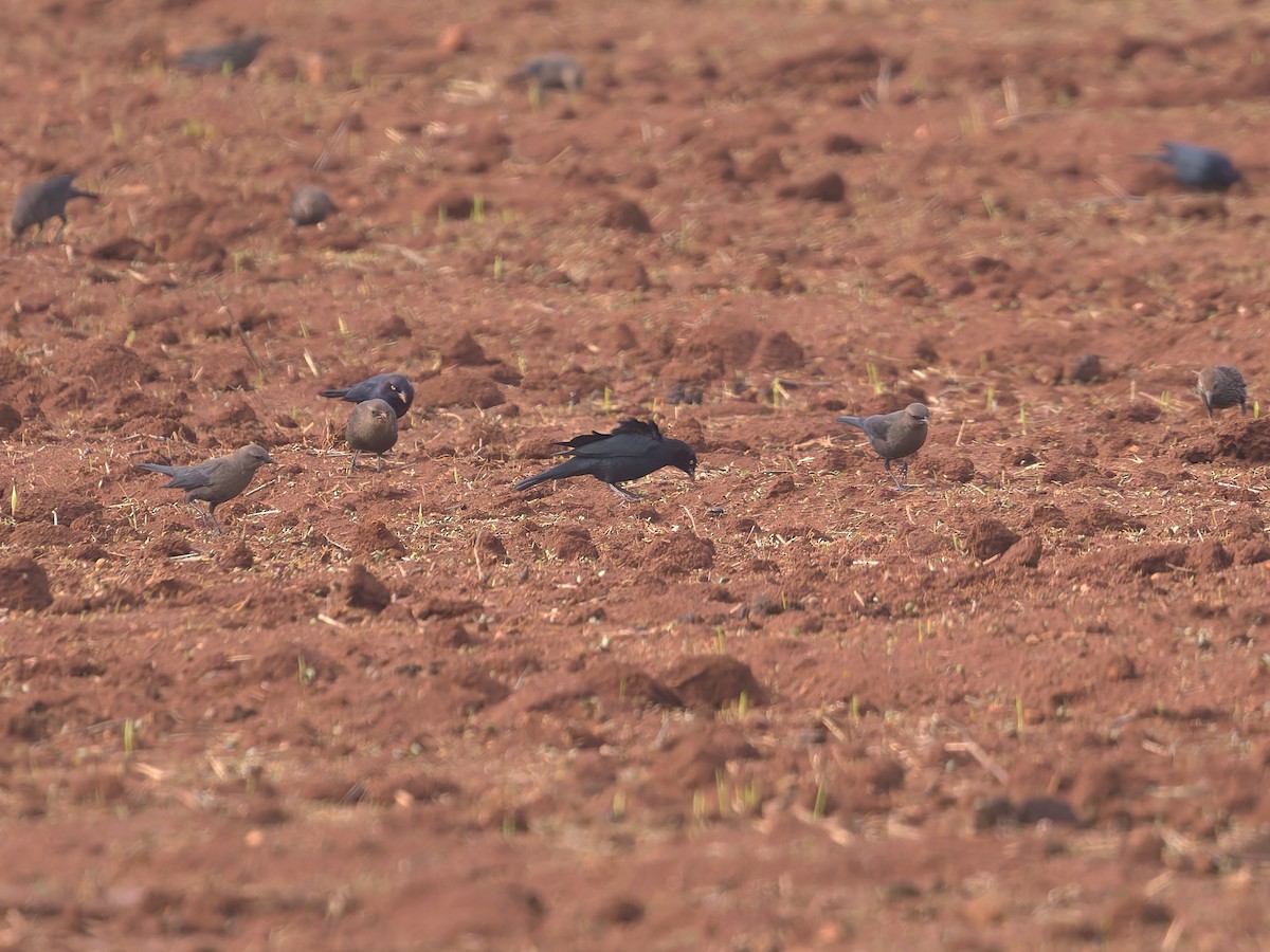 Zanate de Brewer - ML646475912