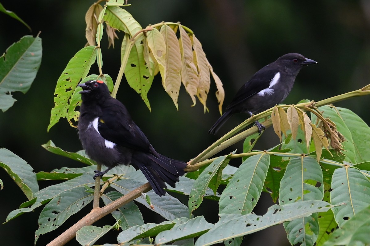 Tangara Cejirroja - ML646475913