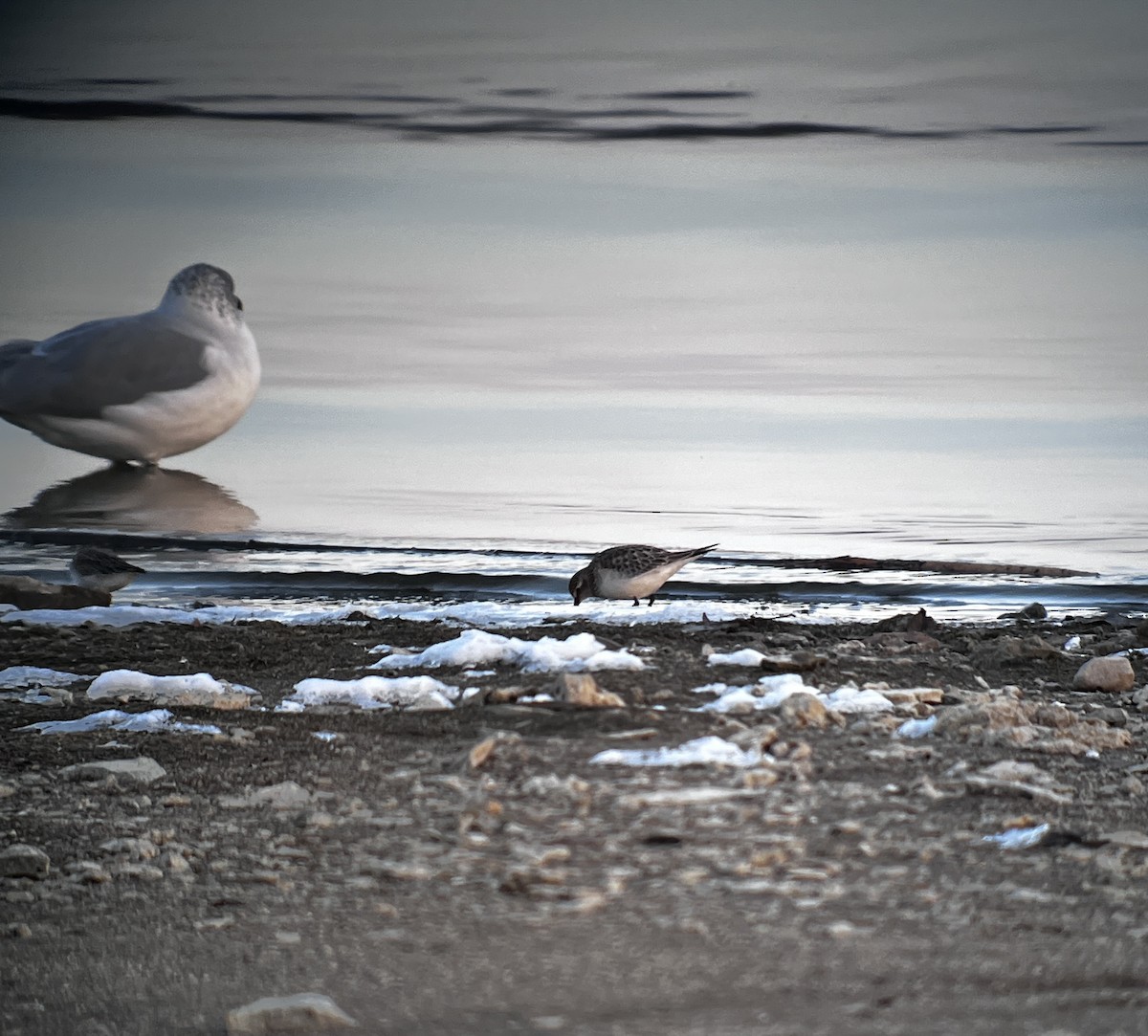 Байрдийн элсэг - ML646475914