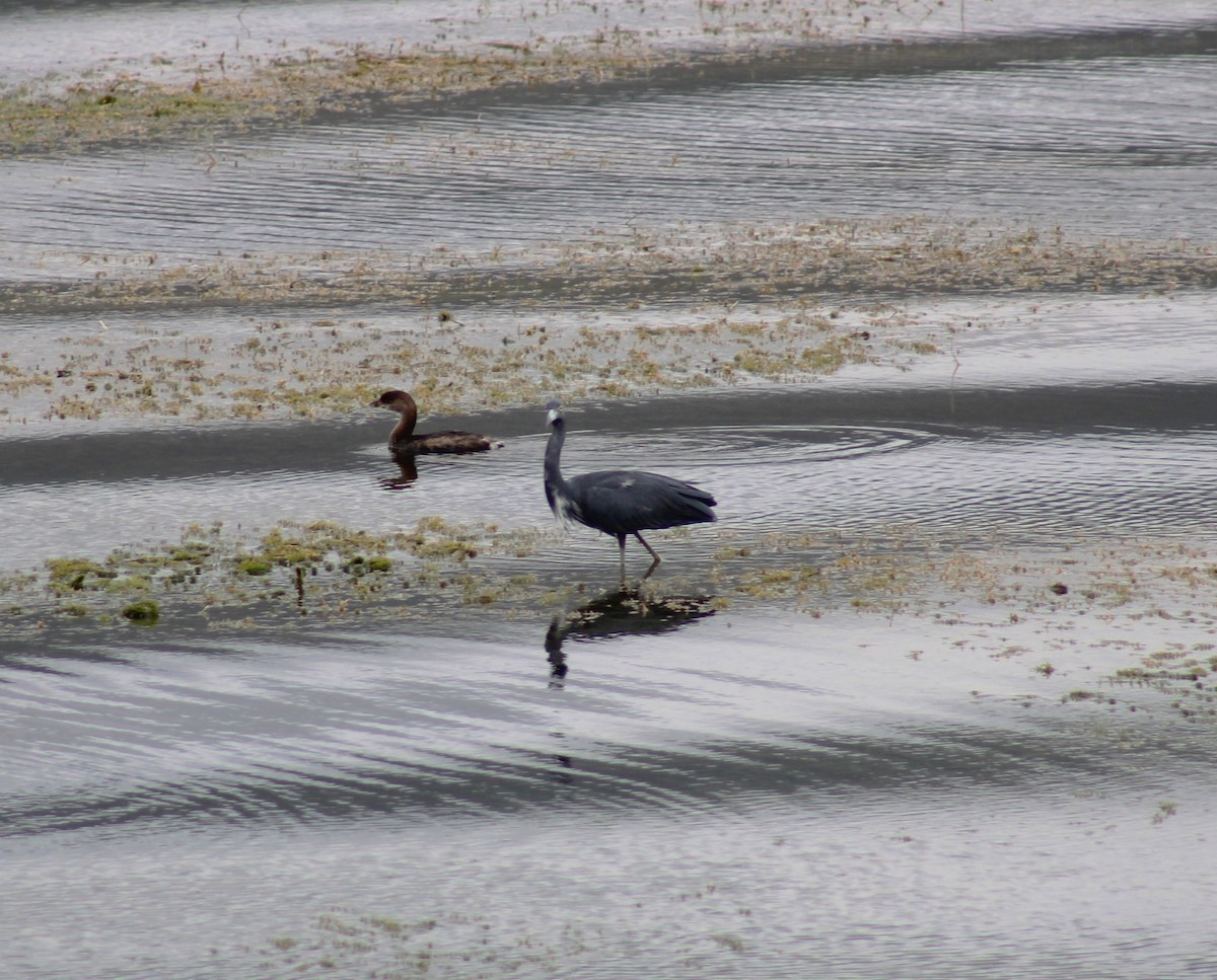 Zampullín Picogrueso - ML646475915