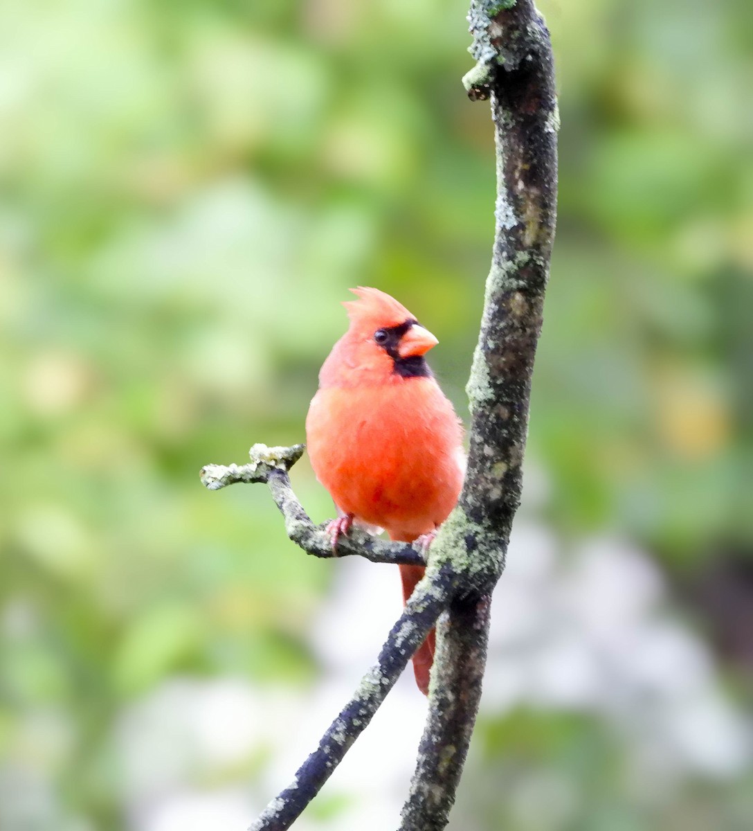 Cardenal Norteño - ML646475916