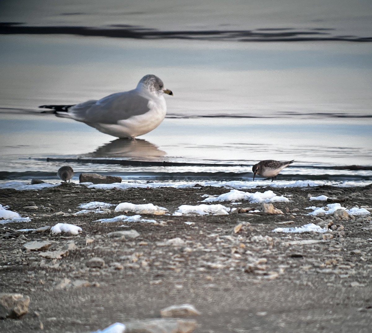 Байрдийн элсэг - ML646475917