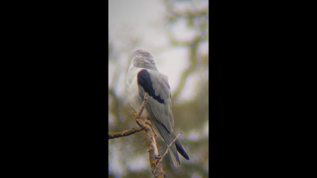 luněc americký - ML646475918