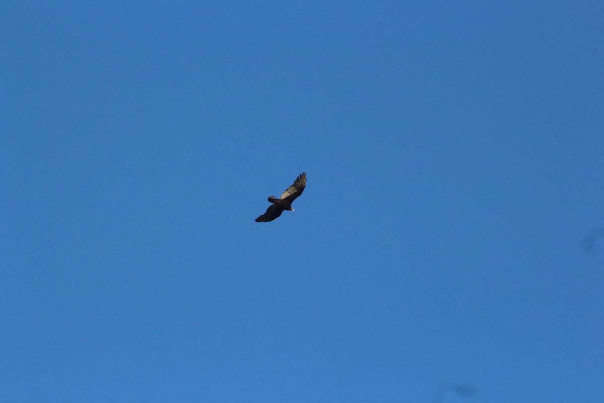 Aura Gallipavo - ML646475919