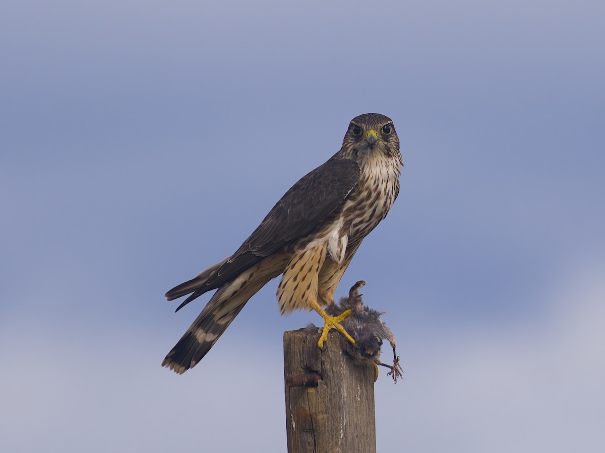 Esmerejón - ML646475922