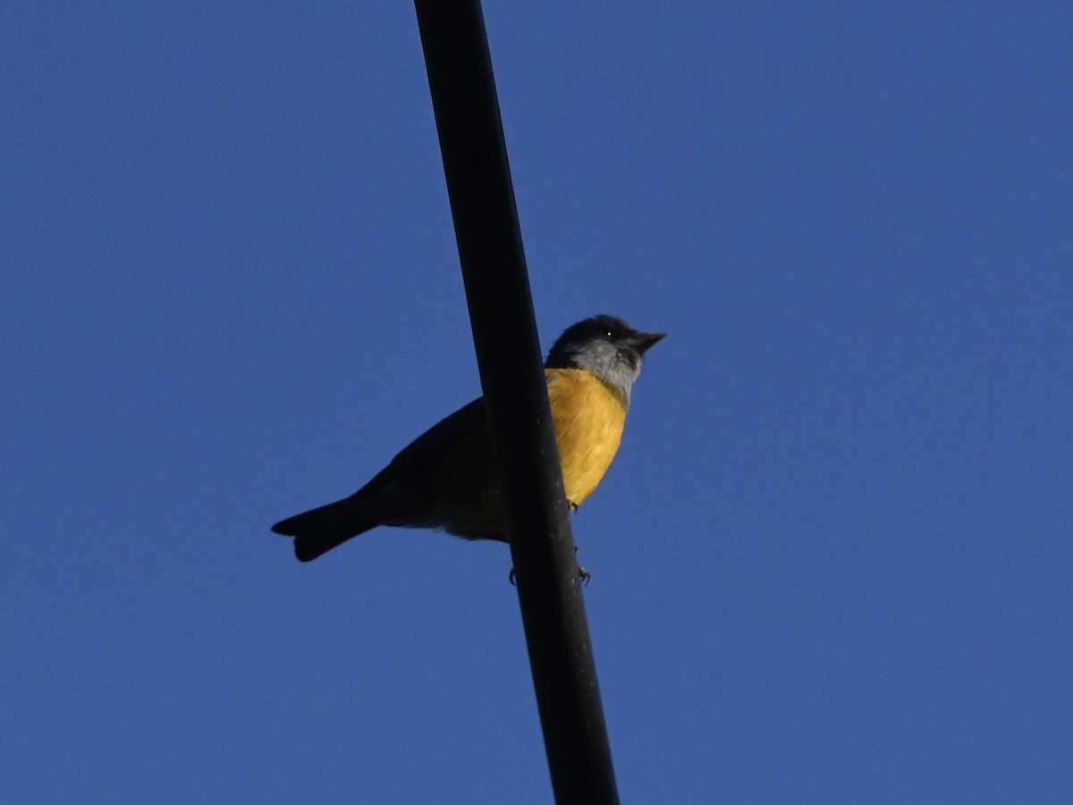 Yal Patagón - ML646475927