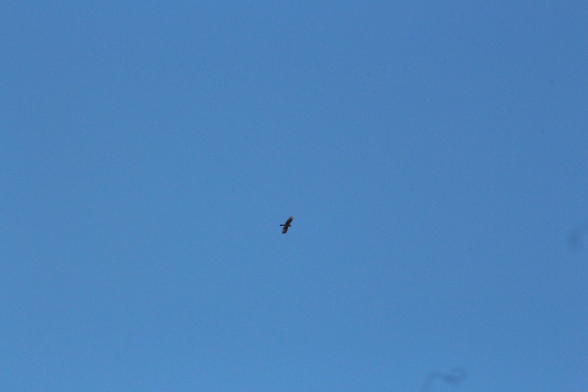 Aguilucho de Hudson - ML646475928