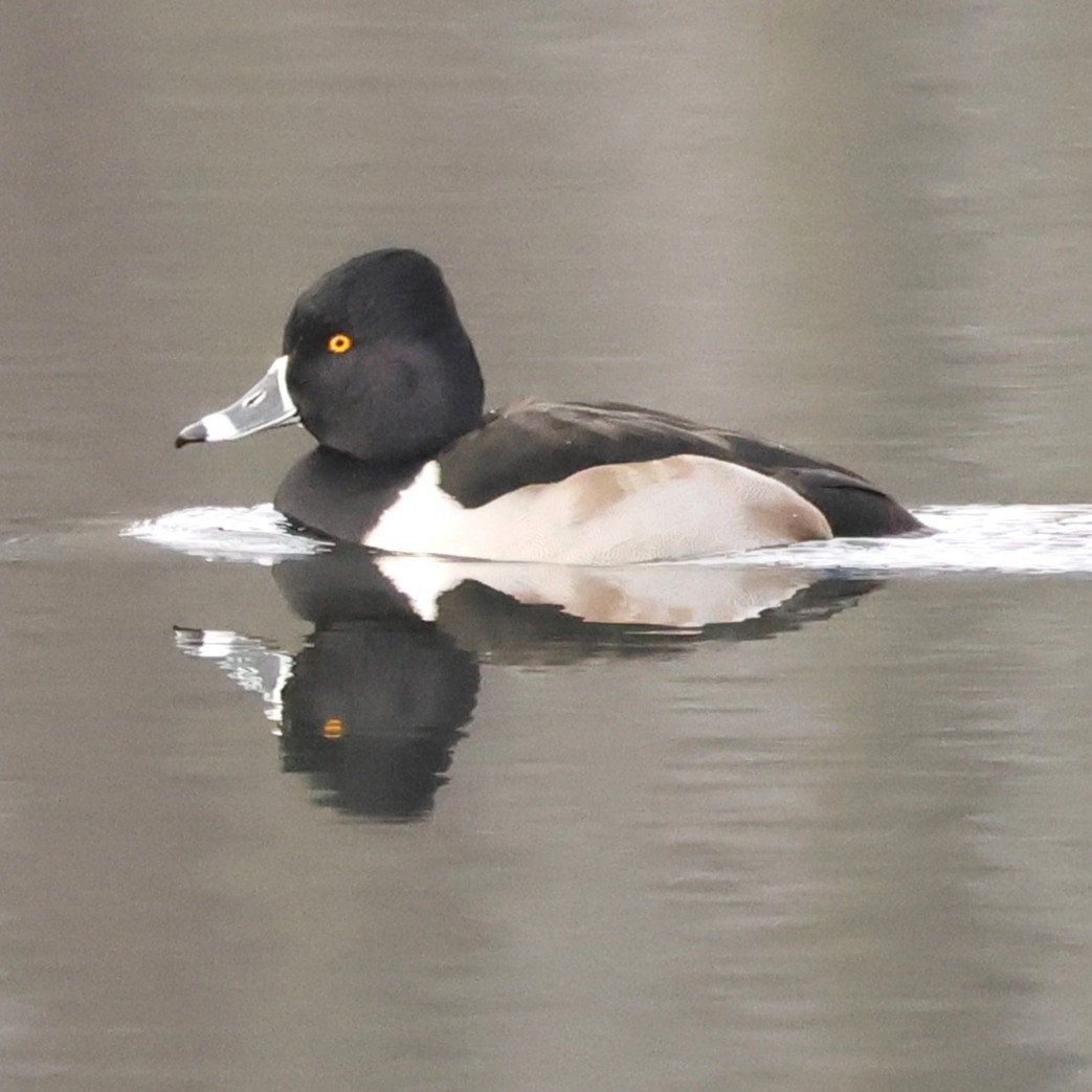 Ring-necked Duck - ML646475930