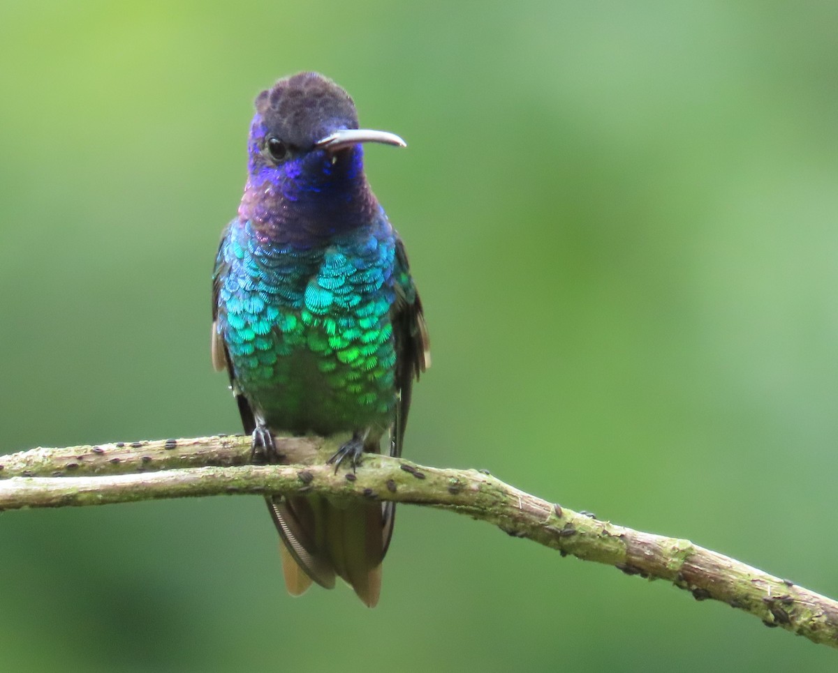 コガネオハチドリ - ML646475936