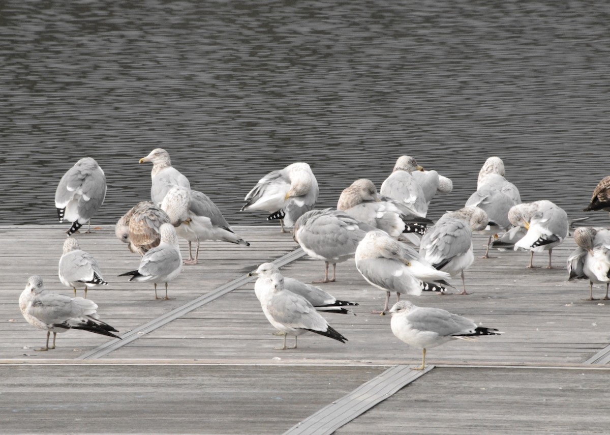 Ring-billed Gull - ML646475939