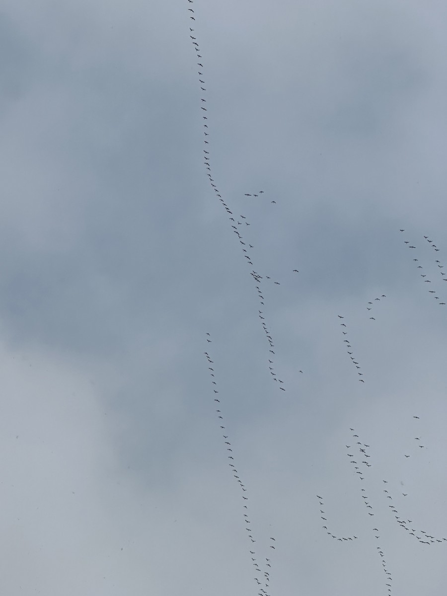 אווז שלג - ML646475941