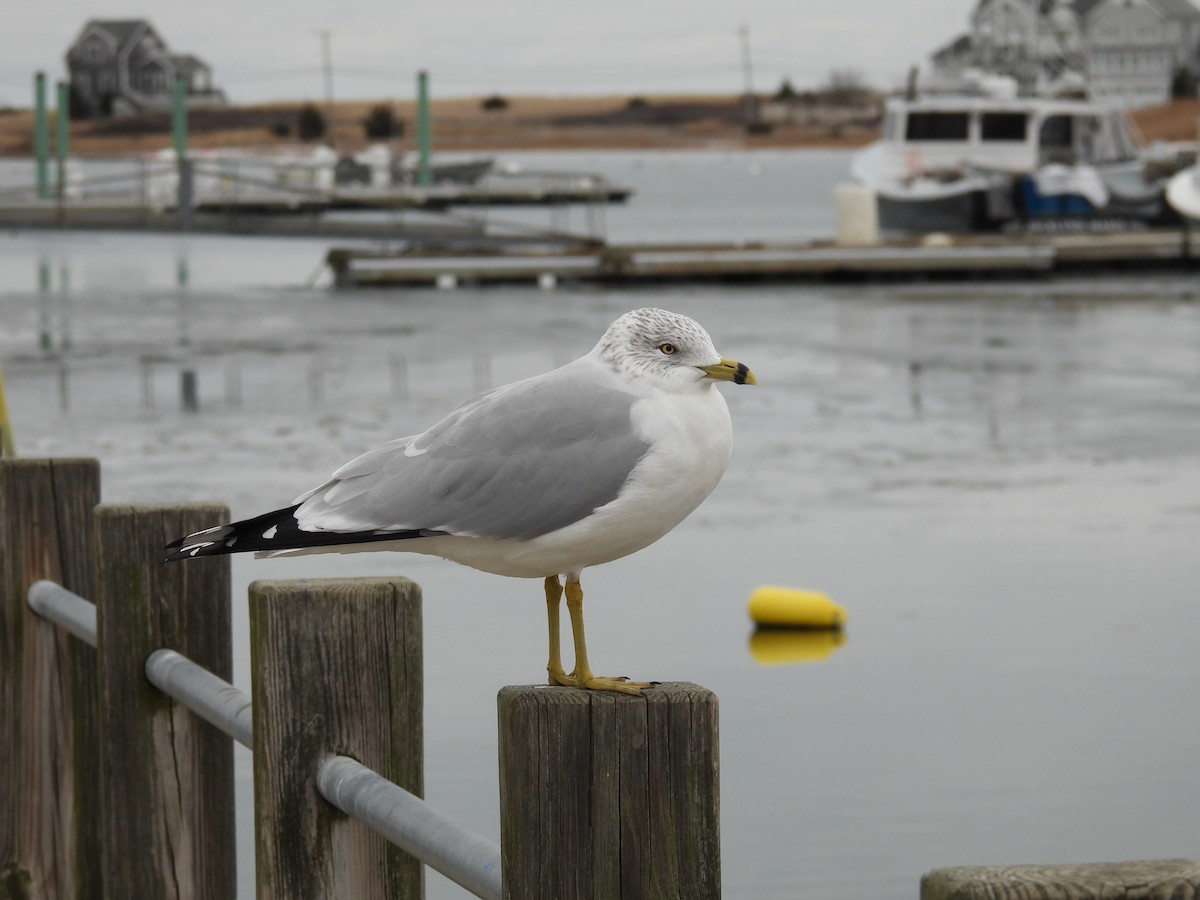 Ring-billed Gull - ML646475942