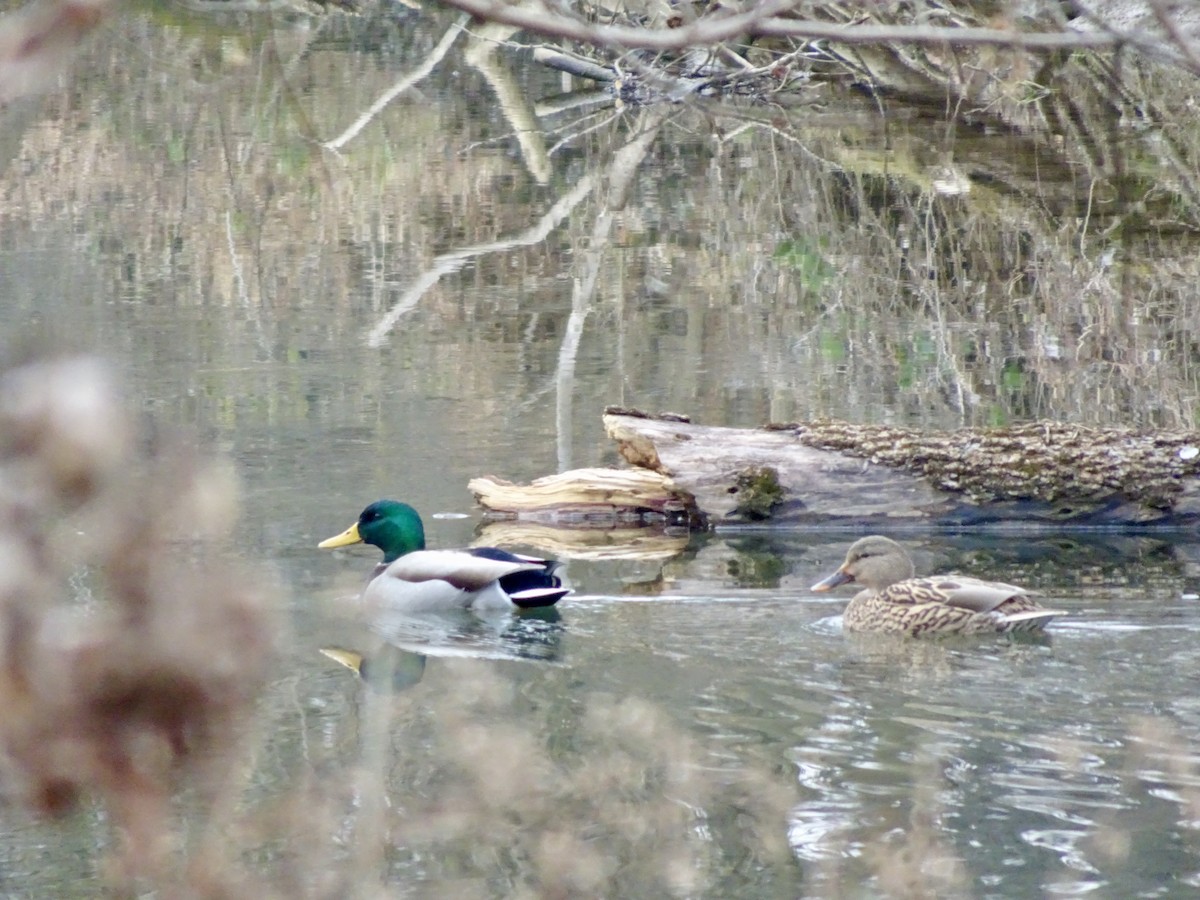 Mallard - ML646475943