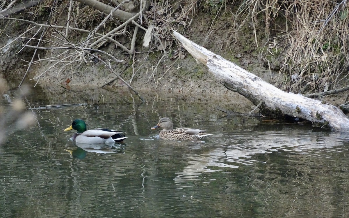 Mallard - ML646475944