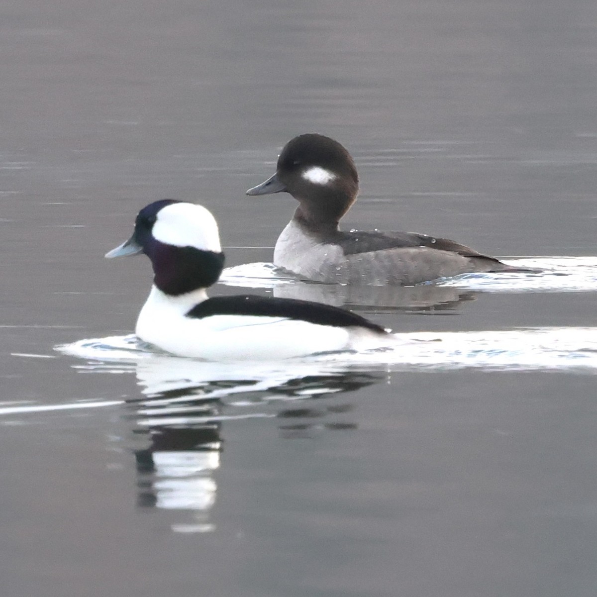Bufflehead - ML646475947