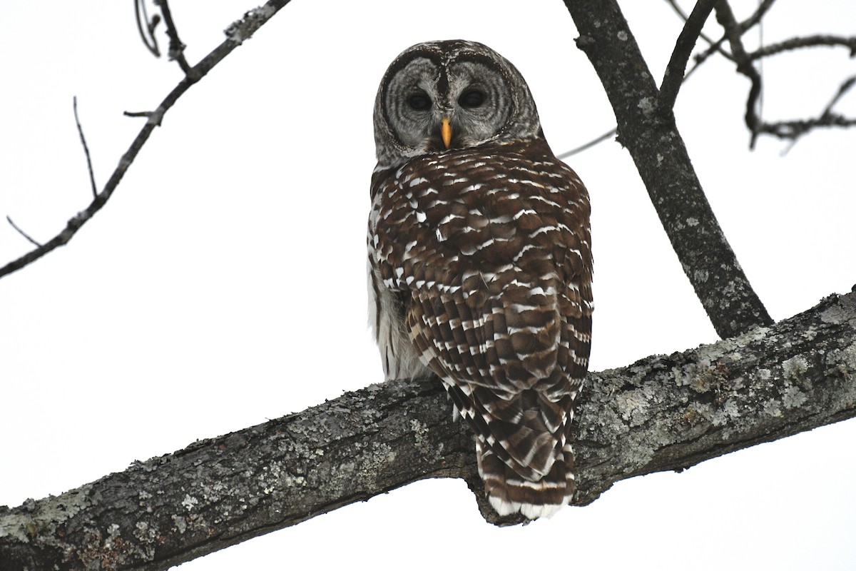 Barred Owl - ML646475949