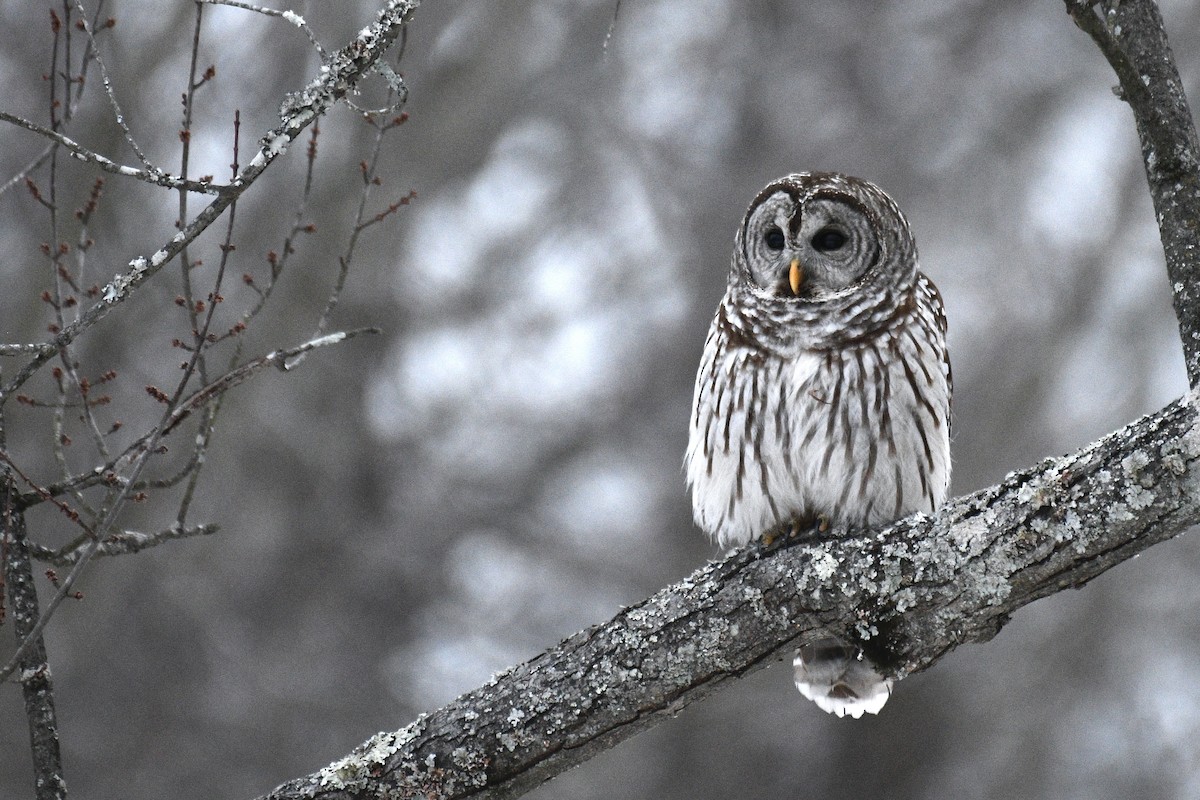 Barred Owl - ML646475950