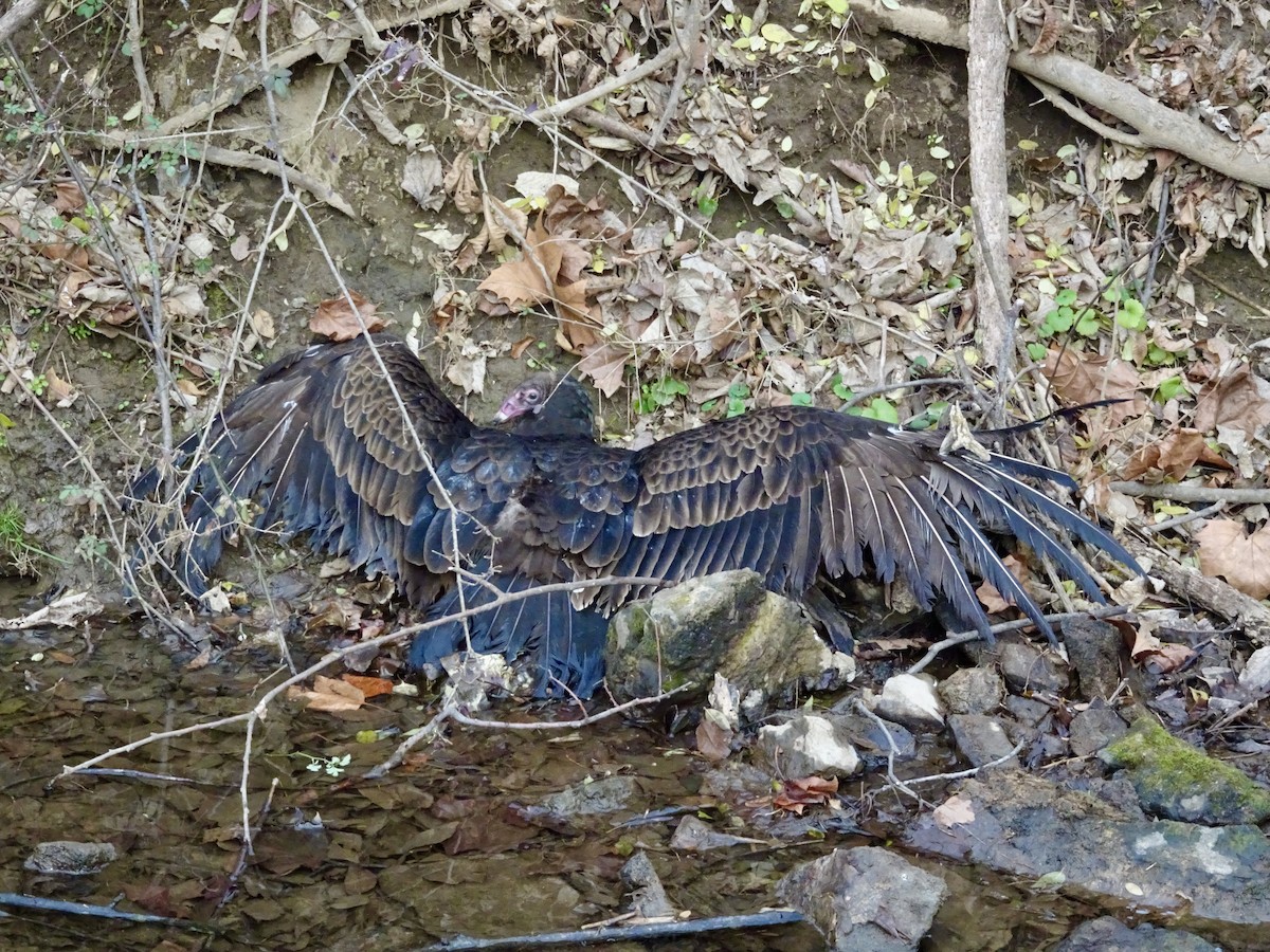Turkey Vulture - ML646475954