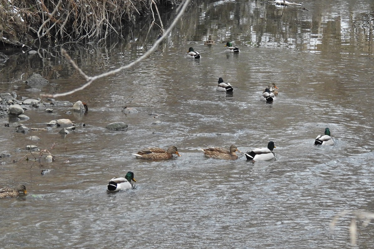 ברכיה - ML646475955